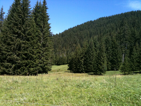 La grange aux Mésanges - Summer